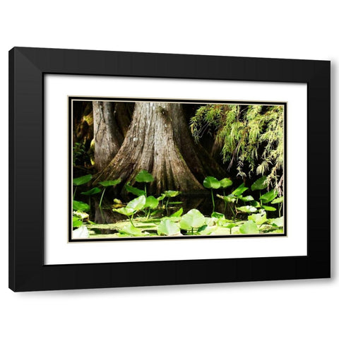 Cypress I Black Modern Wood Framed Art Print with Double Matting by Hausenflock, Alan