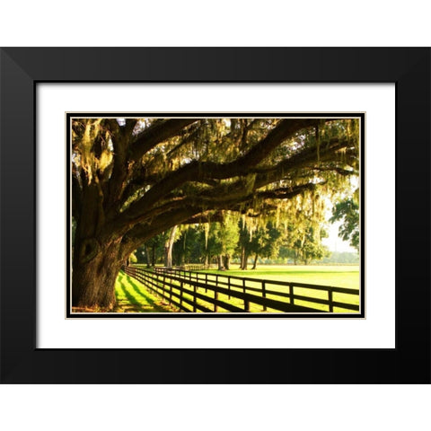 Majestic Oaks II Black Modern Wood Framed Art Print with Double Matting by Hausenflock, Alan