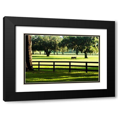 Serene Horses I Black Modern Wood Framed Art Print with Double Matting by Hausenflock, Alan