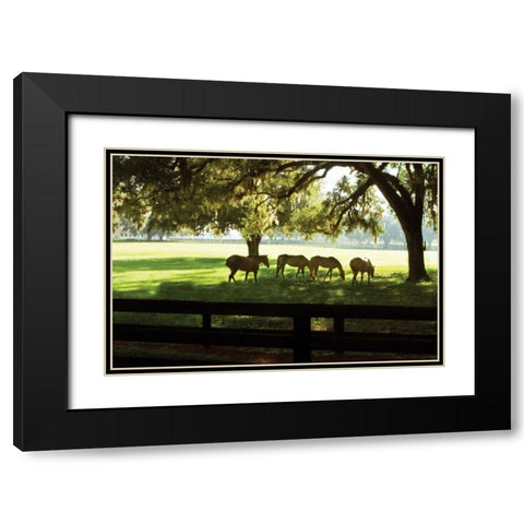 Horses in the Sunrise I Black Modern Wood Framed Art Print with Double Matting by Hausenflock, Alan