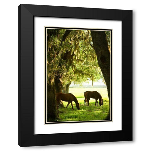 Horses in the Sunrise VI Black Modern Wood Framed Art Print with Double Matting by Hausenflock, Alan