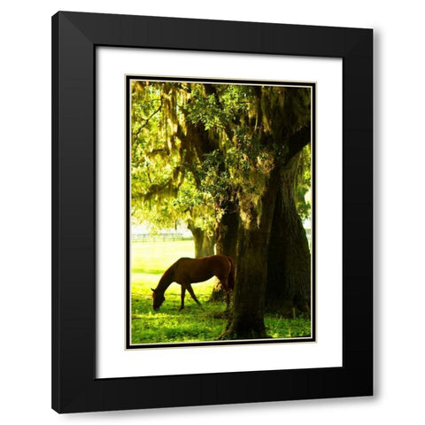 Horses in the Sunrise VII Black Modern Wood Framed Art Print with Double Matting by Hausenflock, Alan