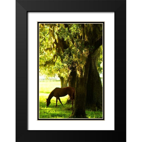 Horses in the Sunrise VII Black Modern Wood Framed Art Print with Double Matting by Hausenflock, Alan