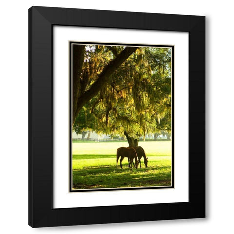 Horses in the Sunrise VIII Black Modern Wood Framed Art Print with Double Matting by Hausenflock, Alan