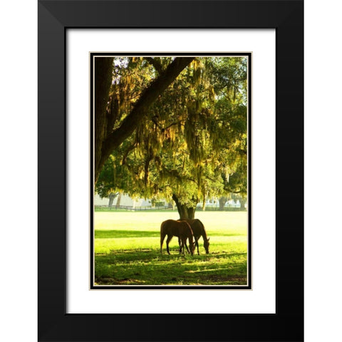 Horses in the Sunrise VIII Black Modern Wood Framed Art Print with Double Matting by Hausenflock, Alan