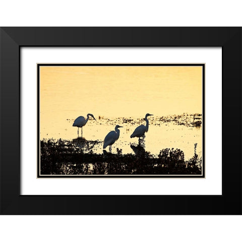 Egrets in the Sunrise I Black Modern Wood Framed Art Print with Double Matting by Hausenflock, Alan