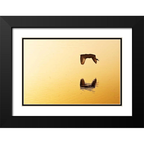 Egrets in the Sunrise III Black Modern Wood Framed Art Print with Double Matting by Hausenflock, Alan