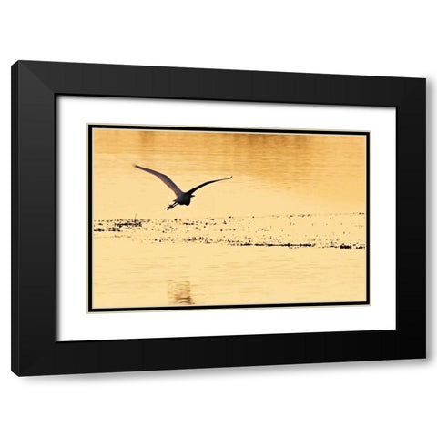 Egrets in the Sunrise IV Black Modern Wood Framed Art Print with Double Matting by Hausenflock, Alan