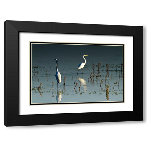 Early Morning Egrets I Black Modern Wood Framed Art Print with Double Matting by Hausenflock, Alan
