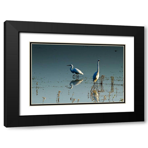 Early Morning Egrets II Black Modern Wood Framed Art Print with Double Matting by Hausenflock, Alan