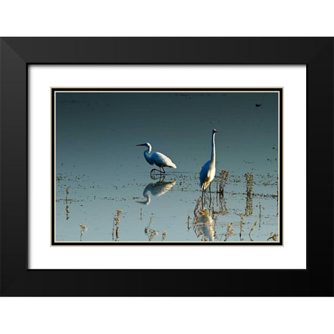 Early Morning Egrets II Black Modern Wood Framed Art Print with Double Matting by Hausenflock, Alan