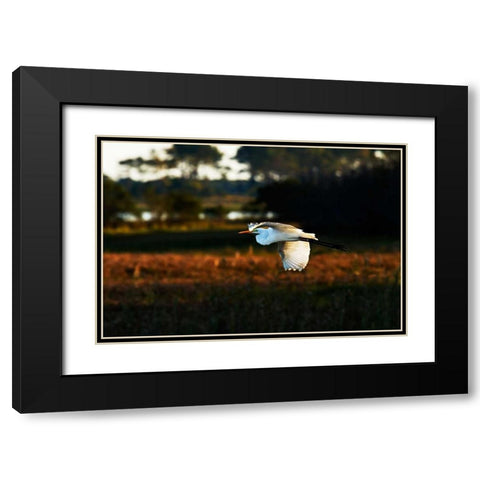 Egret in Flight II Black Modern Wood Framed Art Print with Double Matting by Hausenflock, Alan