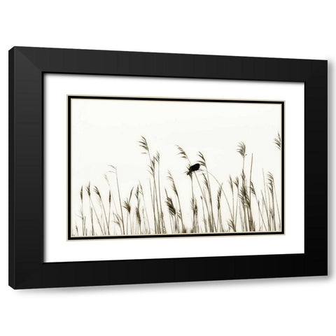 Bird in the Grass II Black Modern Wood Framed Art Print with Double Matting by Hausenflock, Alan