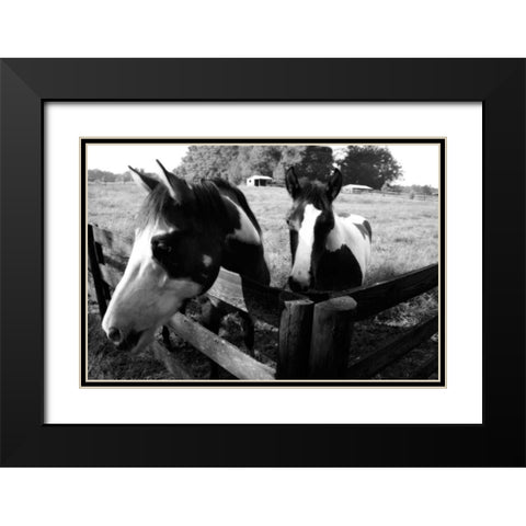 Stormy and Foal I Black Modern Wood Framed Art Print with Double Matting by Hausenflock, Alan