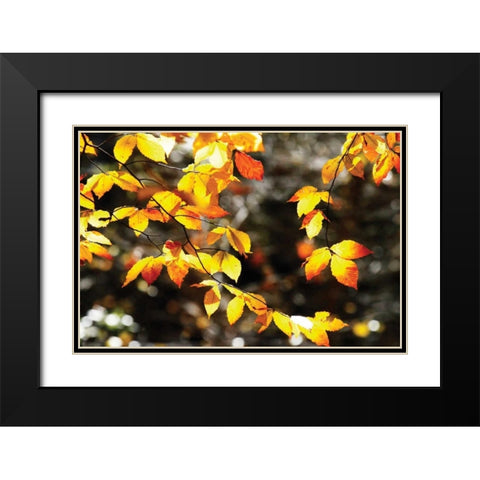 Autumn Leaves I Black Modern Wood Framed Art Print with Double Matting by Hausenflock, Alan