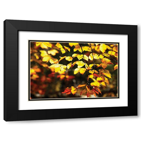 Autumn Leaves II Black Modern Wood Framed Art Print with Double Matting by Hausenflock, Alan