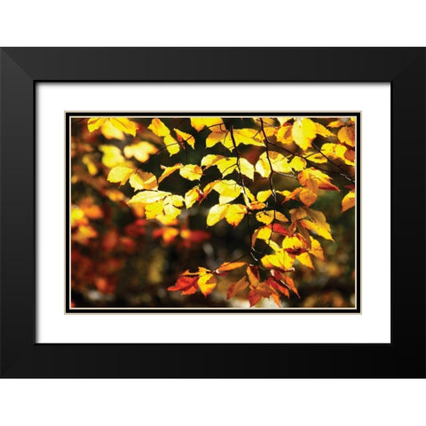 Autumn Leaves II Black Modern Wood Framed Art Print with Double Matting by Hausenflock, Alan