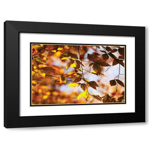 Autumn Leaves III Black Modern Wood Framed Art Print with Double Matting by Hausenflock, Alan