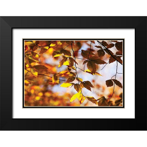 Autumn Leaves III Black Modern Wood Framed Art Print with Double Matting by Hausenflock, Alan