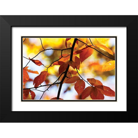 Autumn Leaves IV Black Modern Wood Framed Art Print with Double Matting by Hausenflock, Alan