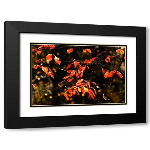 Autumn Leaves VI Black Modern Wood Framed Art Print with Double Matting by Hausenflock, Alan