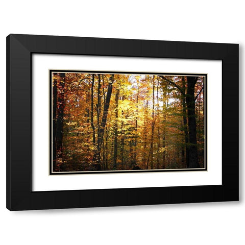 Sunset Through the Woods I Black Modern Wood Framed Art Print with Double Matting by Hausenflock, Alan