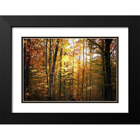 Sunset Through the Woods I Black Modern Wood Framed Art Print with Double Matting by Hausenflock, Alan