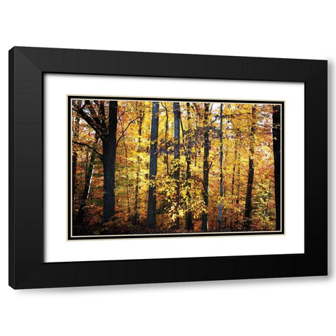 Sunset Through the Woods II Black Modern Wood Framed Art Print with Double Matting by Hausenflock, Alan