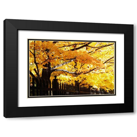 Boughs of Gold III Black Modern Wood Framed Art Print with Double Matting by Hausenflock, Alan