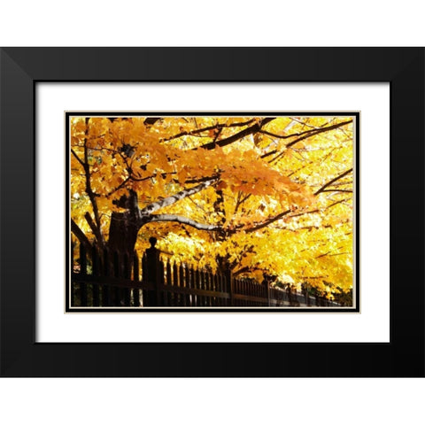 Boughs of Gold III Black Modern Wood Framed Art Print with Double Matting by Hausenflock, Alan