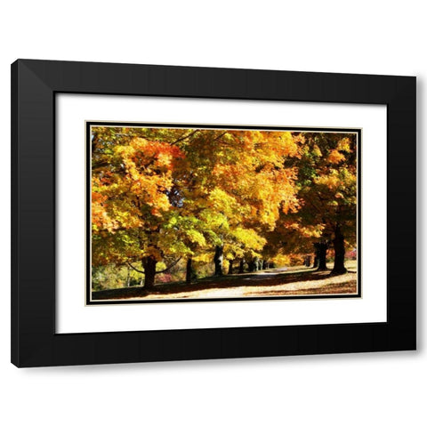 Sugar Maples I Black Modern Wood Framed Art Print with Double Matting by Hausenflock, Alan