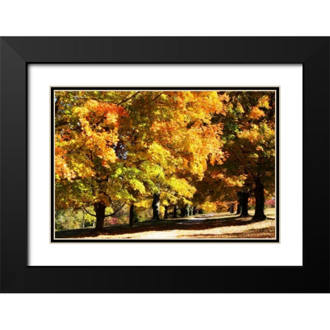 Sugar Maples I Black Modern Wood Framed Art Print with Double Matting by Hausenflock, Alan