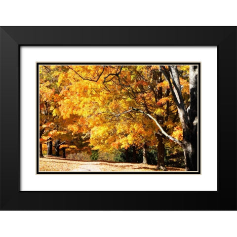 Sugar Maples II Black Modern Wood Framed Art Print with Double Matting by Hausenflock, Alan