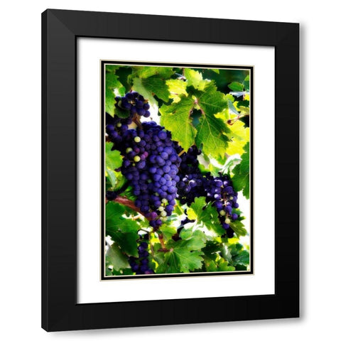 Grapes I Black Modern Wood Framed Art Print with Double Matting by Hausenflock, Alan