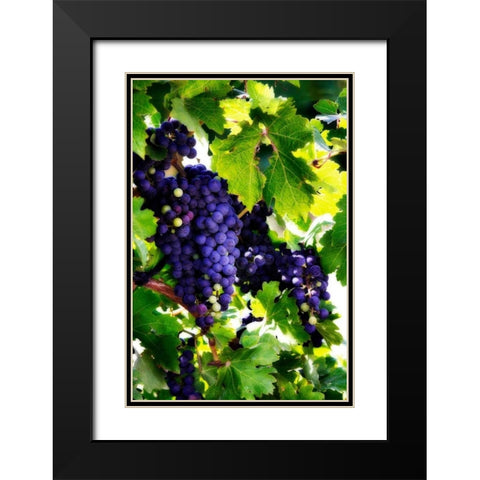 Grapes I Black Modern Wood Framed Art Print with Double Matting by Hausenflock, Alan