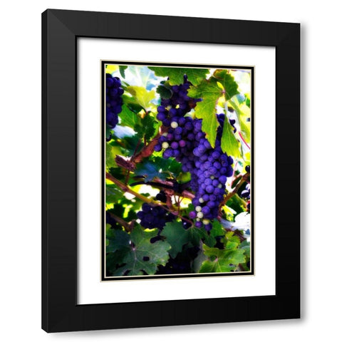 Grapes II Black Modern Wood Framed Art Print with Double Matting by Hausenflock, Alan