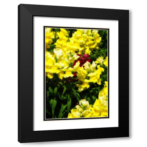 Garden Glory IV Black Modern Wood Framed Art Print with Double Matting by Hausenflock, Alan