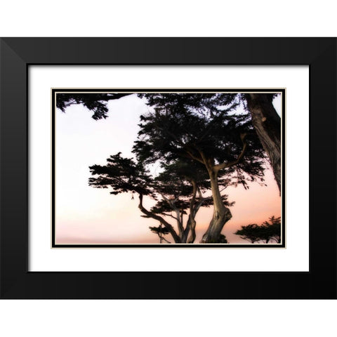 Cypress Silhouette III Black Modern Wood Framed Art Print with Double Matting by Hausenflock, Alan