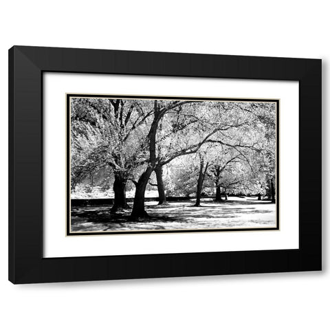 Fantasy Oaks Black Modern Wood Framed Art Print with Double Matting by Hausenflock, Alan