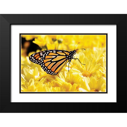 Monarch on Chrysanthemums Black Modern Wood Framed Art Print with Double Matting by Hausenflock, Alan