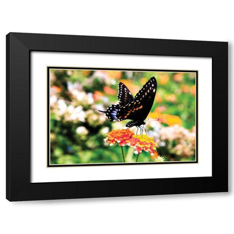 Giant Swallowtail Black Modern Wood Framed Art Print with Double Matting by Hausenflock, Alan