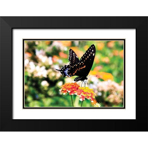 Giant Swallowtail Black Modern Wood Framed Art Print with Double Matting by Hausenflock, Alan