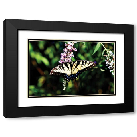 Black Swallowtail I Black Modern Wood Framed Art Print with Double Matting by Hausenflock, Alan