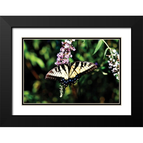 Black Swallowtail I Black Modern Wood Framed Art Print with Double Matting by Hausenflock, Alan