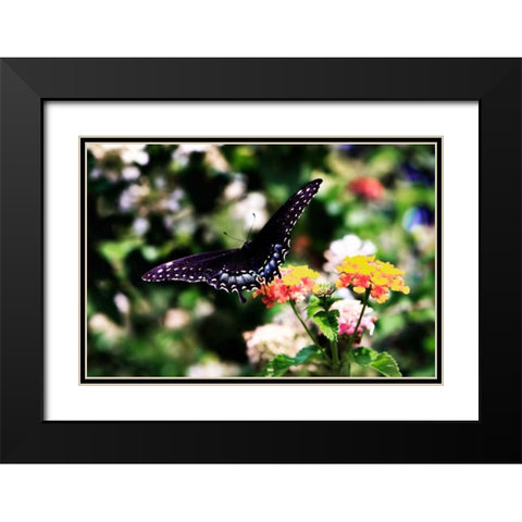 Black Swallowtail II Black Modern Wood Framed Art Print with Double Matting by Hausenflock, Alan