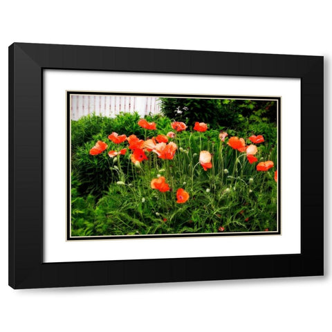 Poppies I Black Modern Wood Framed Art Print with Double Matting by Hausenflock, Alan