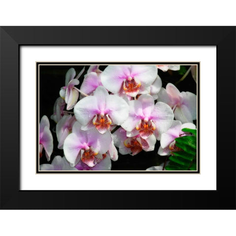 Moth Orchids I Black Modern Wood Framed Art Print with Double Matting by Hausenflock, Alan