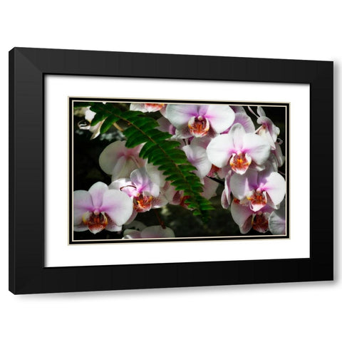 Moth Orchids II Black Modern Wood Framed Art Print with Double Matting by Hausenflock, Alan