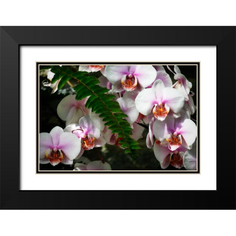 Moth Orchids II Black Modern Wood Framed Art Print with Double Matting by Hausenflock, Alan