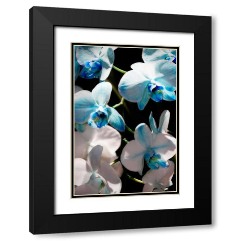 Blue Moth Orchids I Black Modern Wood Framed Art Print with Double Matting by Hausenflock, Alan